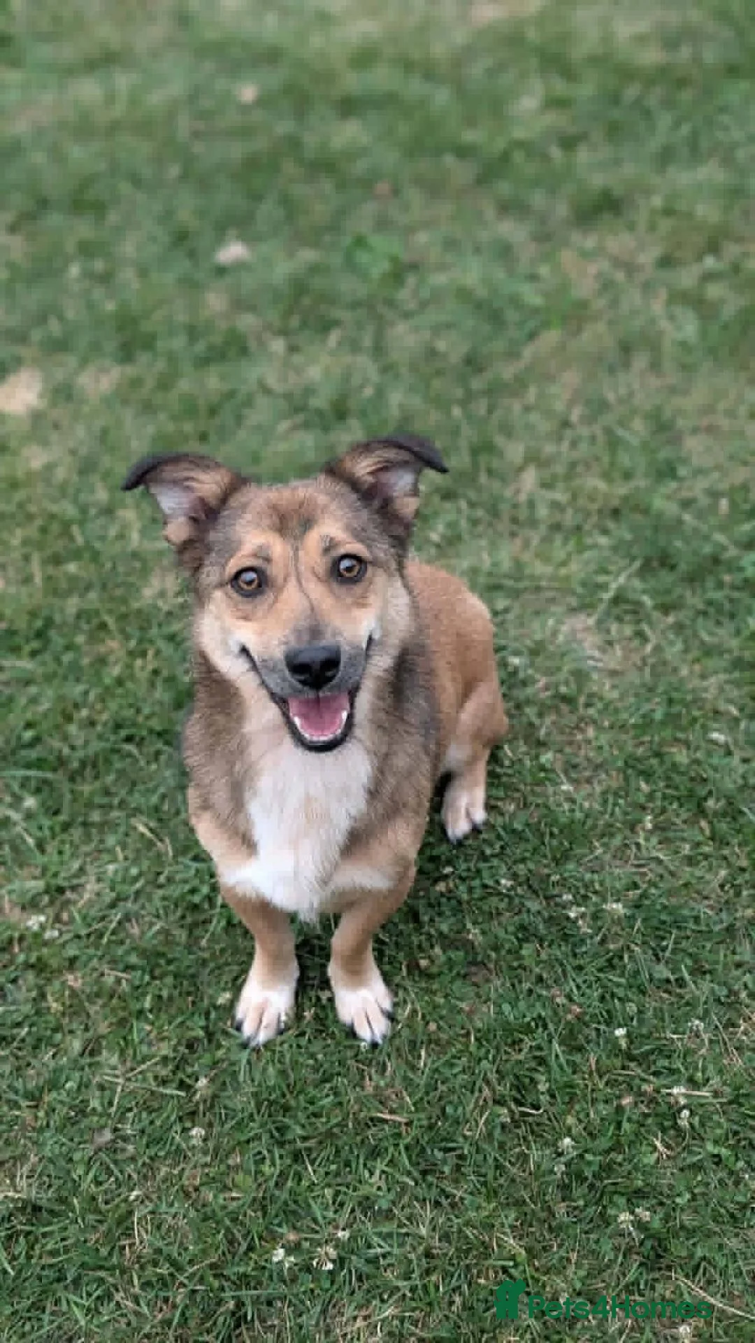 Mixed Breed dogs for adoption: Watson for adoption - Advert 13