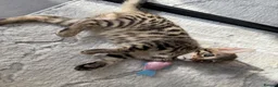 Savannah cats for sale: LAST BOY kitten left ! - Advert 18