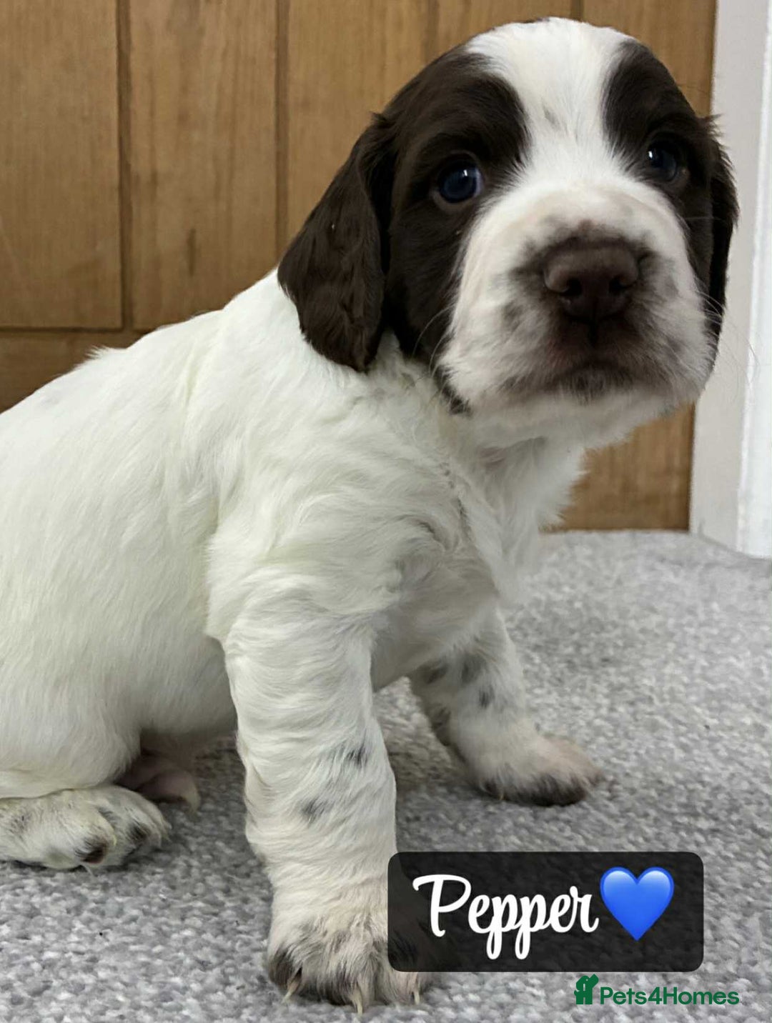 Sprocker dogs for sale: Stunning Sprocker puppies available  - Image 4