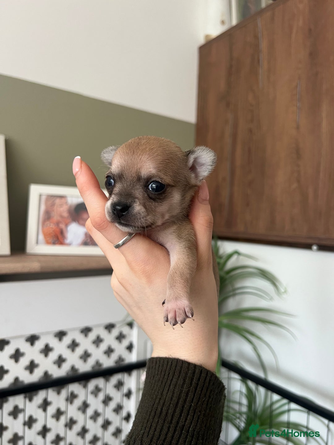 Chihuahua dogs for sale:  **  chihuahua puppies - Advert 2