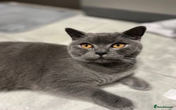 British Shorthair cats for sale: Meet Milu – The Gentle British Shorthair - Image 1