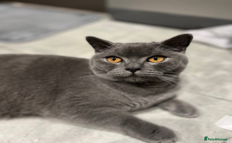 British Shorthair cats - Advert 14