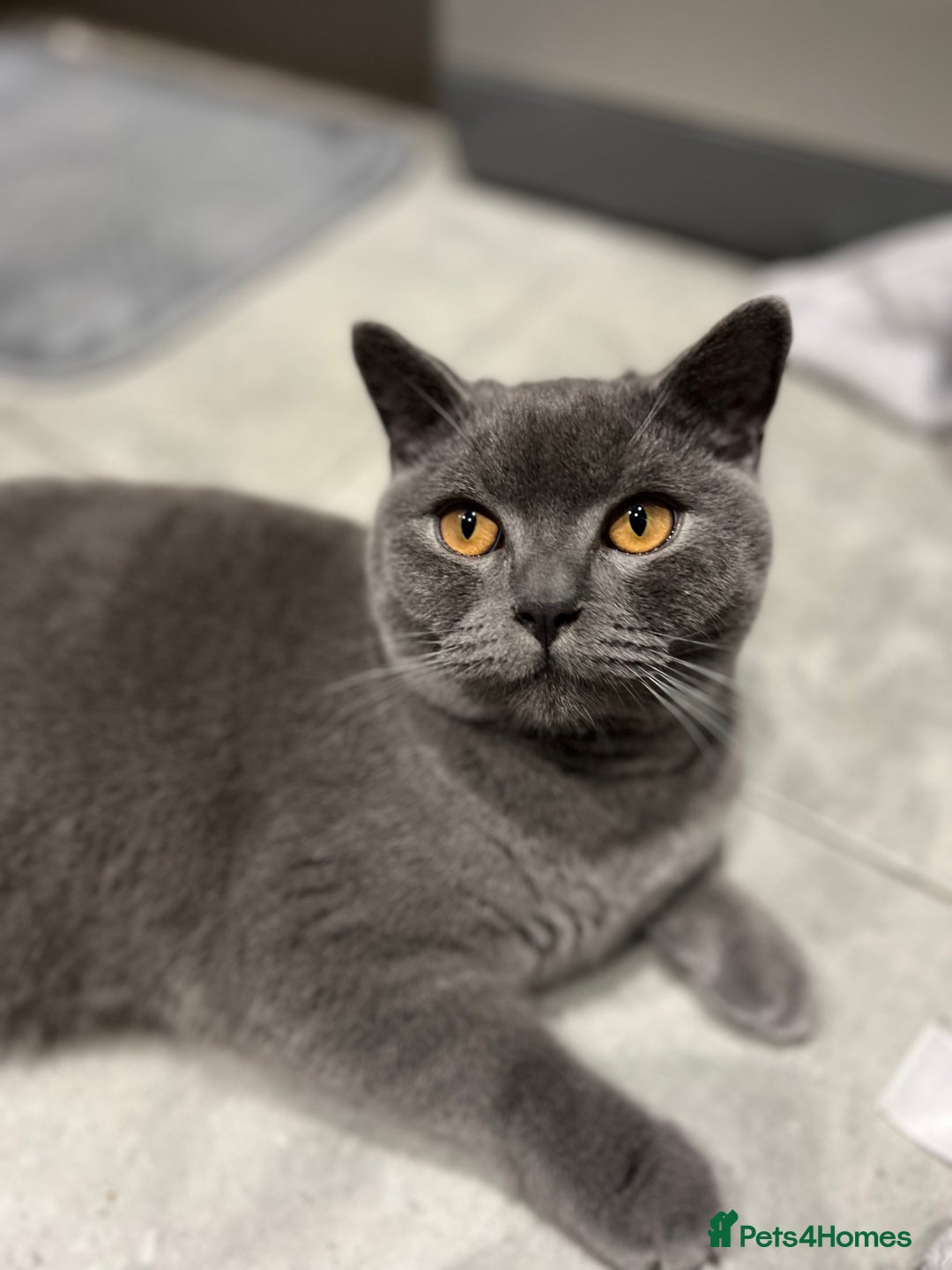 British Shorthair cats for sale: Meet Milu – The Gentle British Shorthair - Image 1