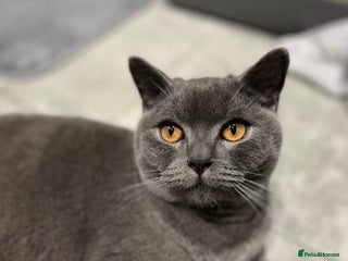 British Shorthair cats - Advert 20