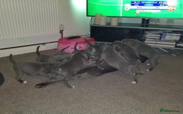 Staffordshire Bull Terrier dogs for sale: Beautiful blue Staffordshire bull terrier puppies  - Image 4