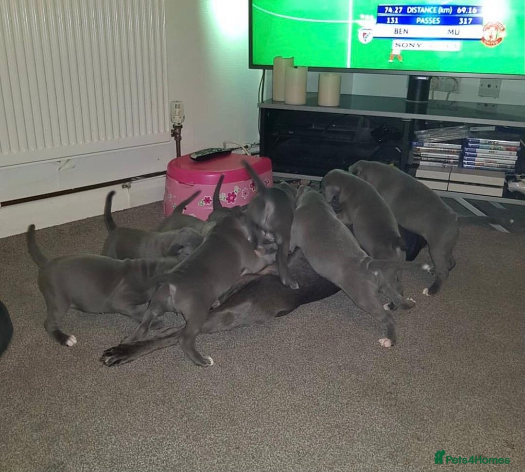 Staffordshire Bull Terrier dogs for sale: Beautiful blue Staffordshire bull terrier puppies  - Image 4