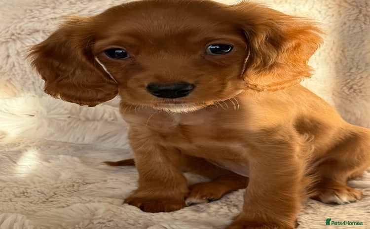 Cocker Spaniel dogs Petite girl available  - Advert 2