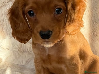 Cocker Spaniel dogs Petite girl available - Advert 5