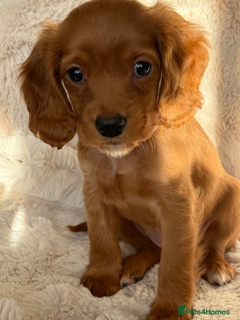 Cocker Spaniel dogs Petite girl available - Advert 2
