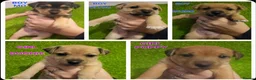 Jack Russell dogs for sale: Beautiful jack russel puppies - Advert 6