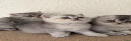 Scottish Fold cats for sale: Adorable Scottish Fold Kittens  - Advert 25