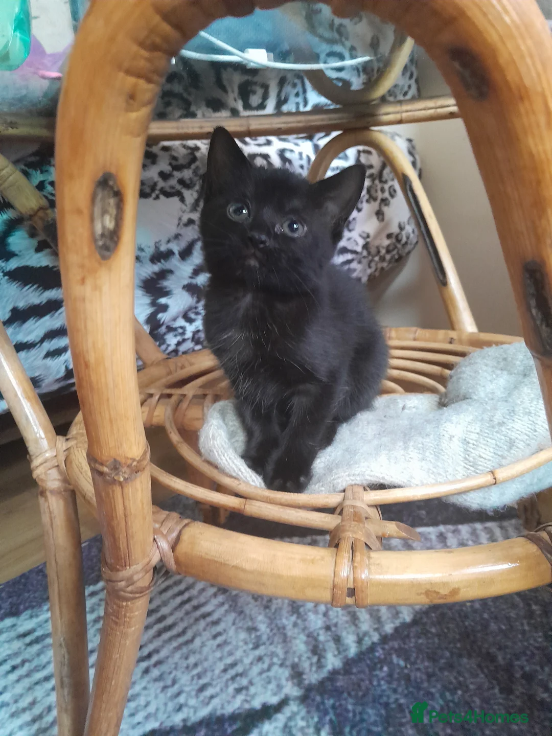 Mixed Breed cats for sale: Kittens - Advert 16