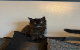 Maine Coon cats for sale: Full breed Maine Coon kittens ready to go.  - Image 7