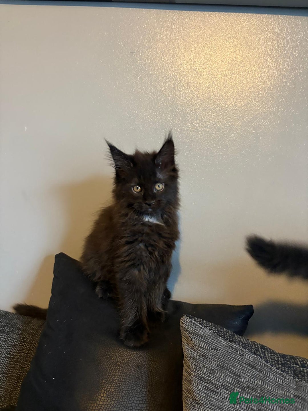 Maine Coon cats for sale: Full breed Maine Coon kittens ready to go.  - Image 7