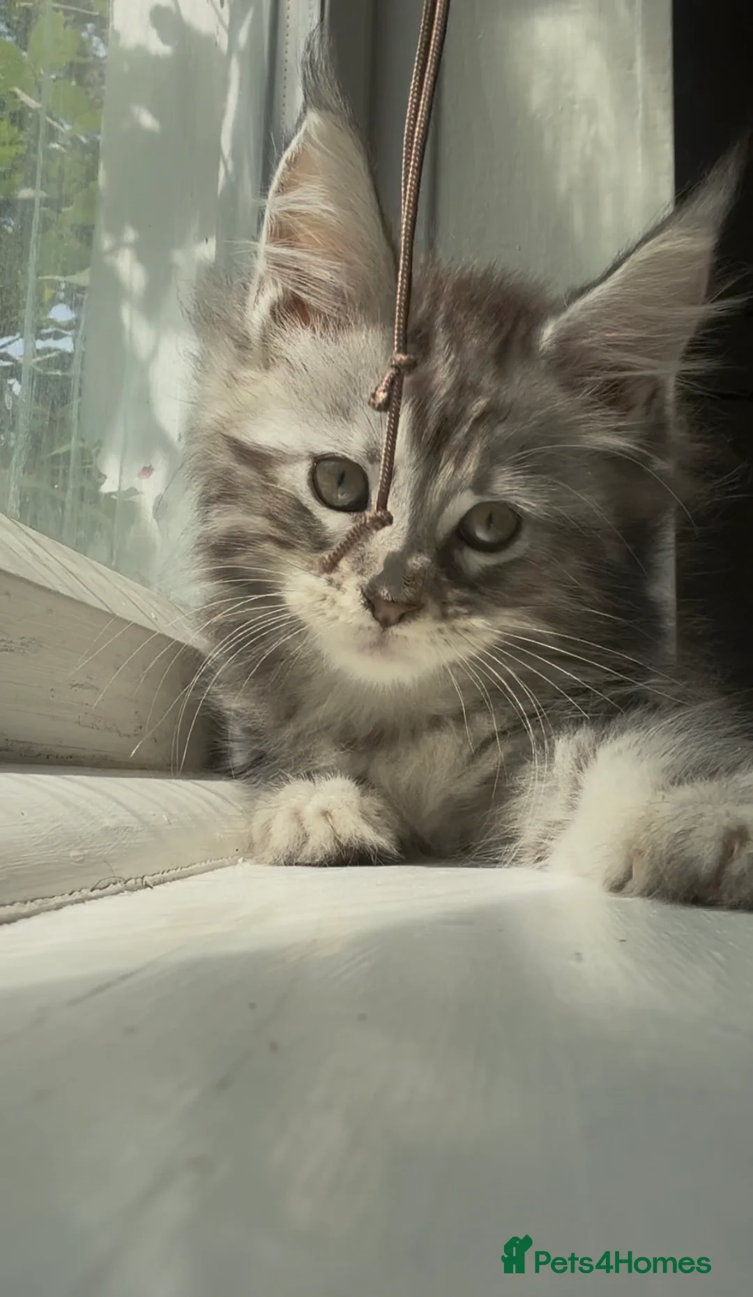 Maine Coon cats for sale: TICA Health Tested Maine Coon Kittens  - Advert 32