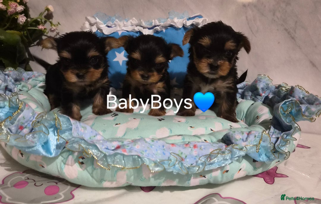 Yorkshire Terrier dogs for sale: 💝Beautiful Miniature Babies from 250g💝 - Image 24