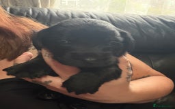 Mixed Breed dogs for sale: Labrador X Yorkshire terrier  - Image 16
