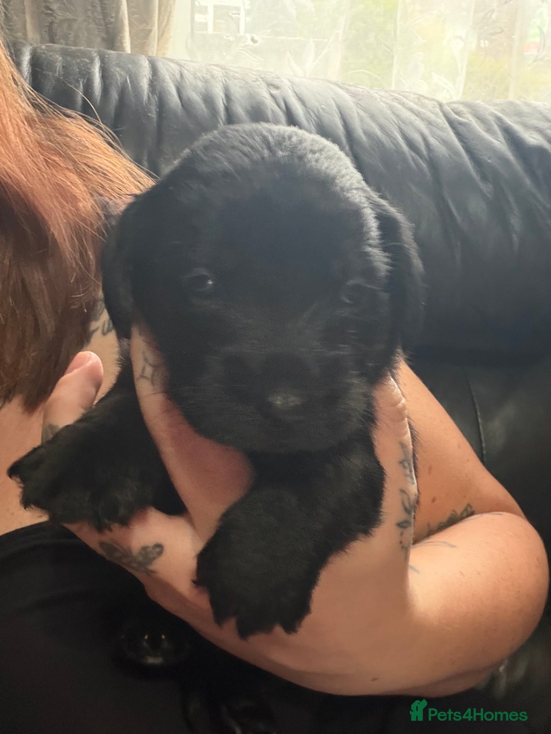 Mixed Breed dogs for sale: Labrador X Yorkshire terrier  - Image 16