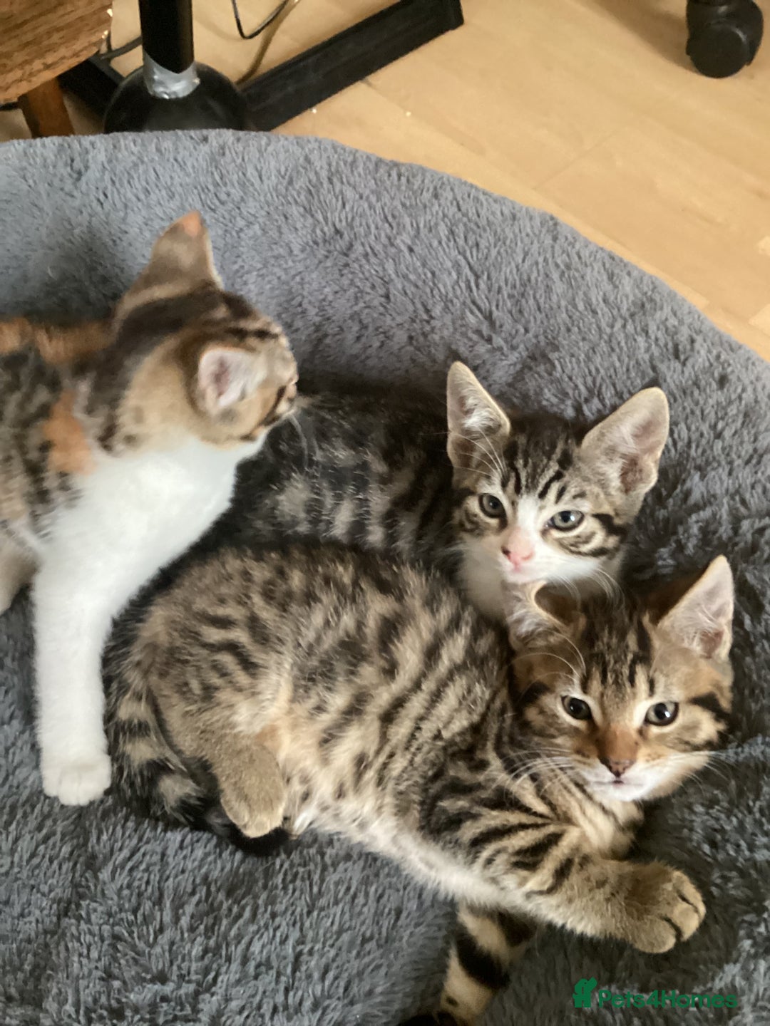 British Shorthair cats for sale: Beautiful kittens - Image 4
