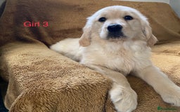 Golden Retriever dogs for sale: KC Registered Golden Retriver Puppies - Image 24