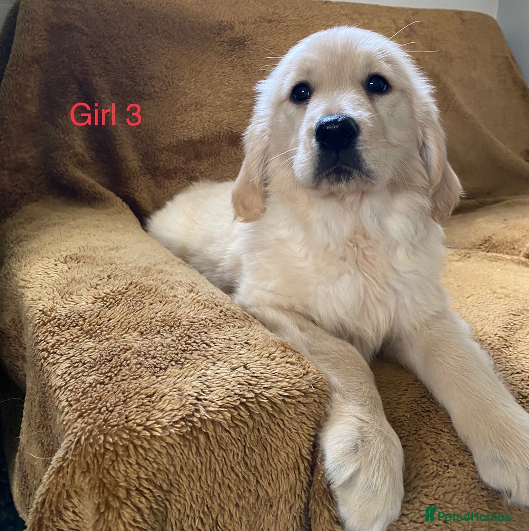 Golden Retriever dogs for sale: KC Registered Golden Retriver Puppies - Image 24