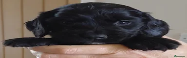 Cocker Spaniel 2