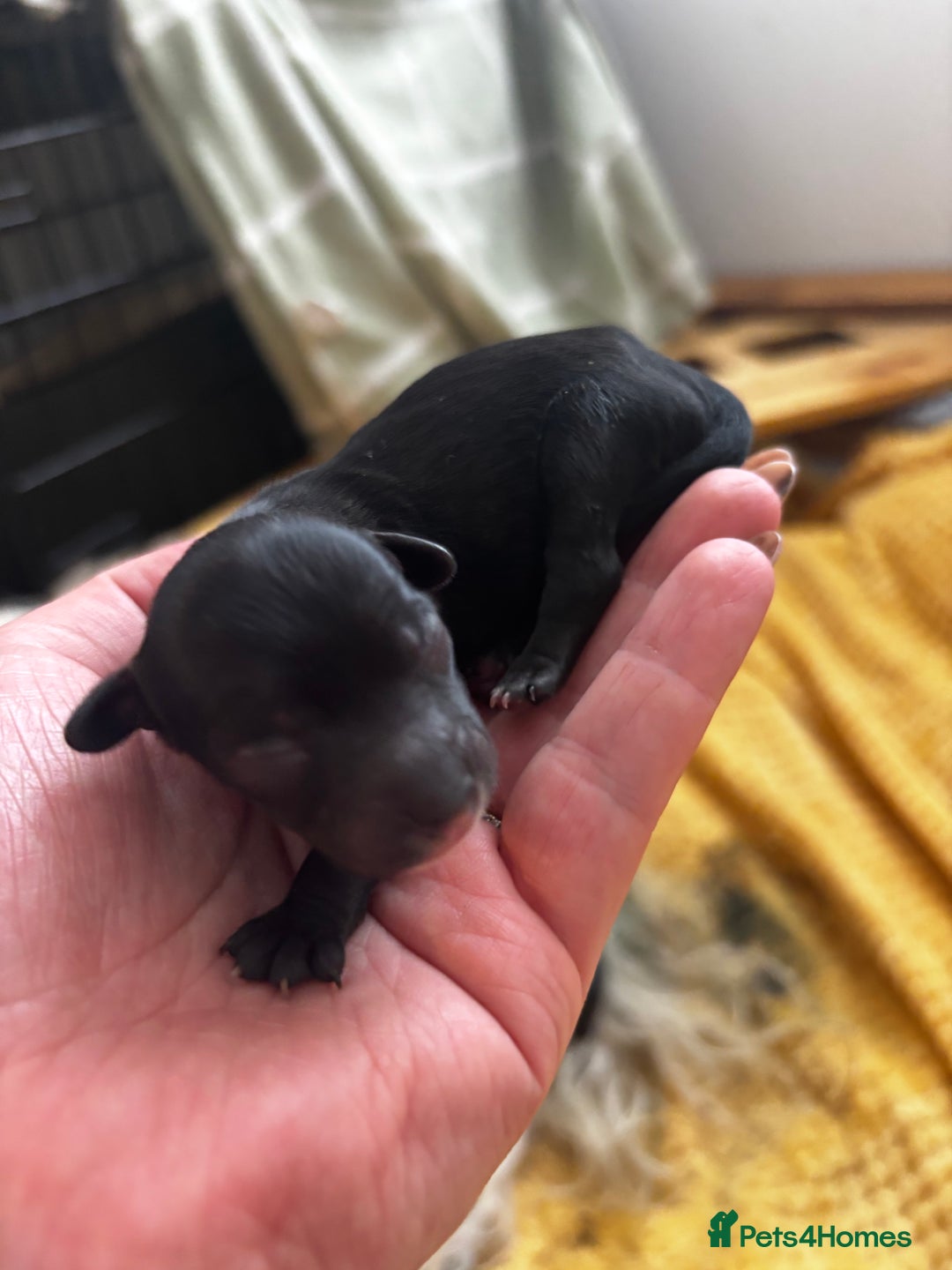 Chinese Crested dogs for sale: Chinese crested powderpuff ready September 12th - Image 9