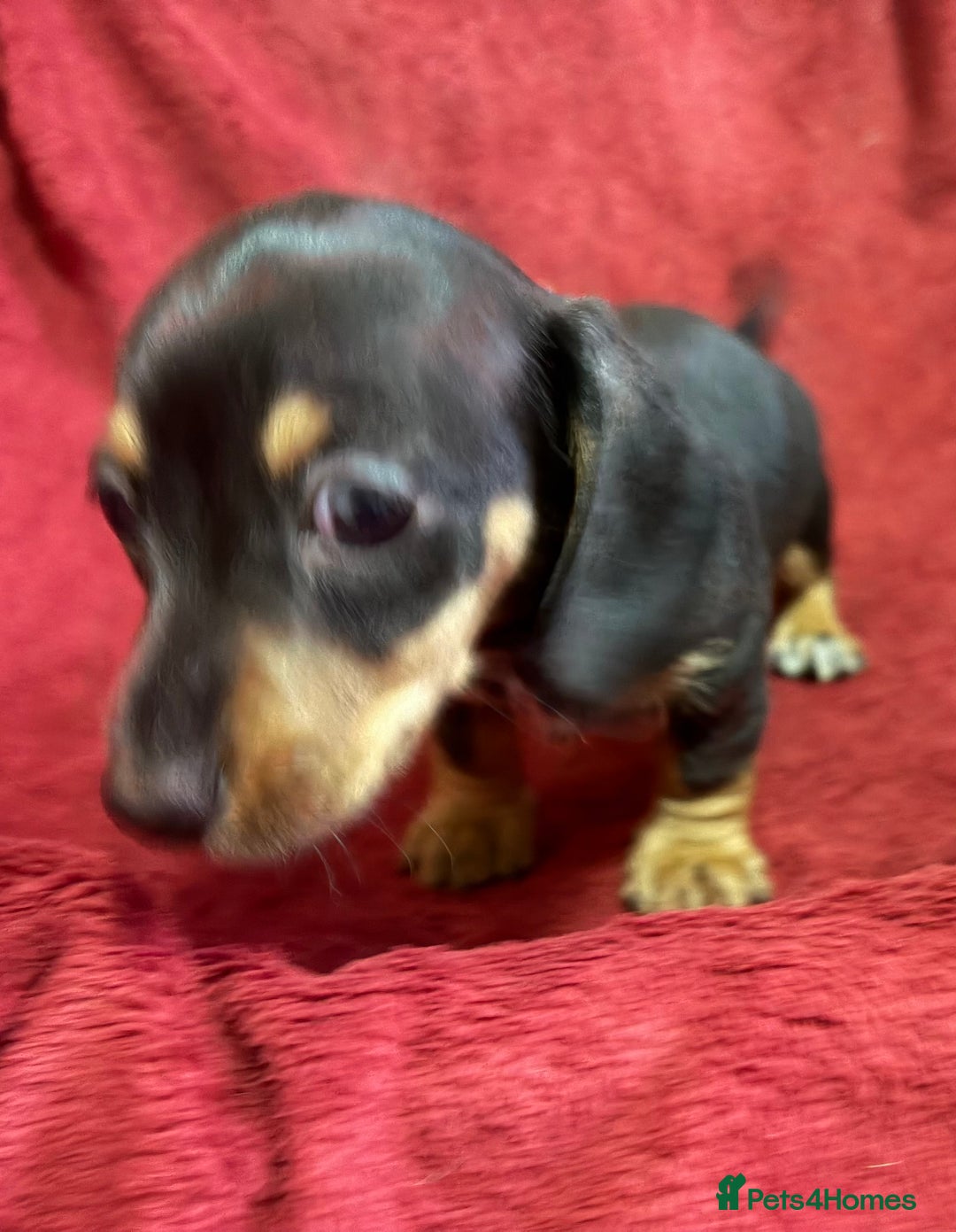 Miniature Dachshund dogs for sale: Stunning Miniature Dachshund Boys 💙 - Advert 31
