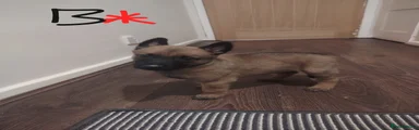Kaizer 