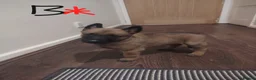 Mixed Breed dogs for sale: Belgian Malinois X Dutch Herder puppies.  - Advert 19