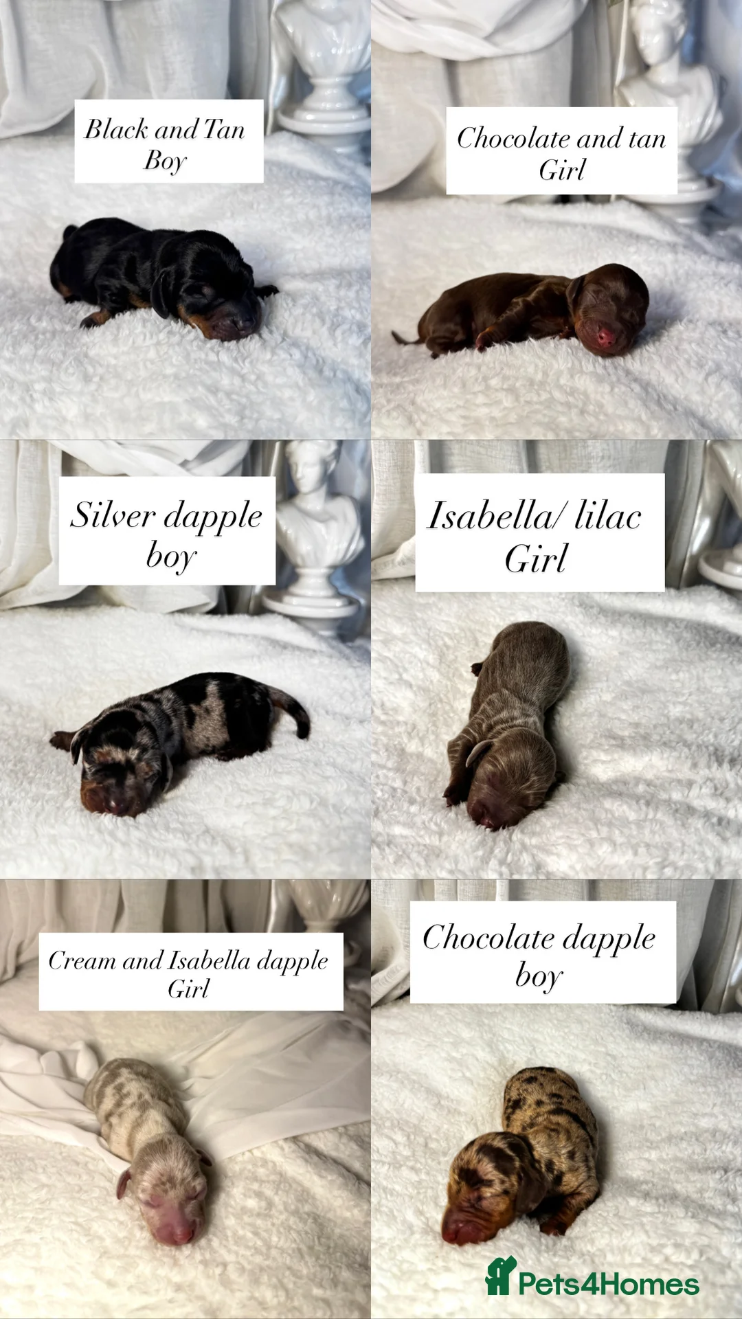 Miniature Dachshund dogs for sale: MINI DACHSHUND PUPPIES💕 KC REGISTERED/PRA CLEAR  - Advert 6