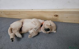 Golden Retriever dogs for sale: Golden retriever puppies - Image 19