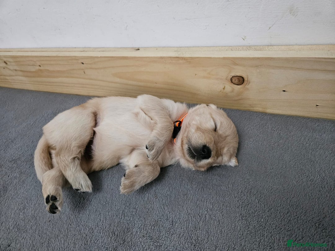 Golden Retriever dogs for sale: Golden retriever puppies - Image 19