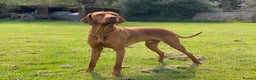 Hungarian Vizsla dogs for stud: Proven KC Registered Hungarian Vizsla in Reading - Advert 6