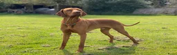 Hungarian Vizsla dogs for stud: Proven KC Registered Hungarian Vizsla in Reading - Advert 6