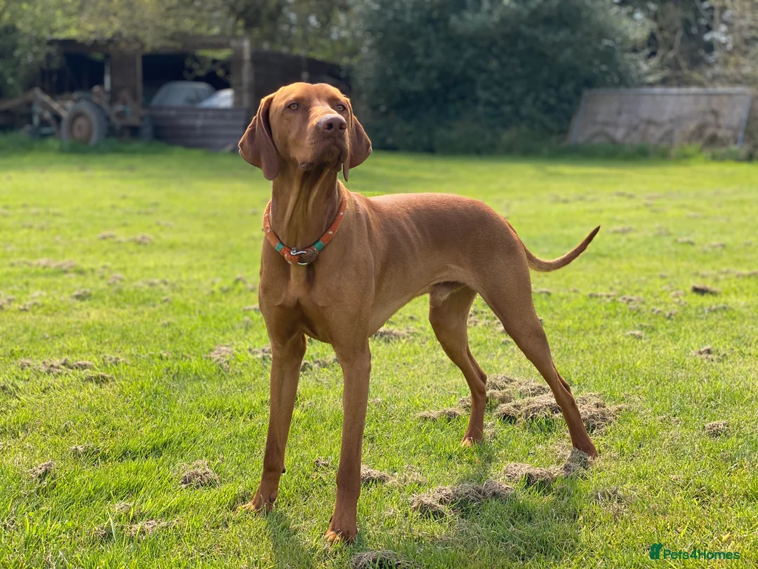 Hungarian Vizsla dogs for stud: Proven KC Registered Hungarian Vizsla in Reading - Advert 6
