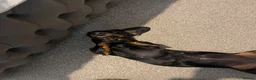 Dachshund dogs for adoption: LAINEY!  - Advert 1