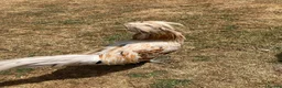 Chickens poultry for sale: Polish Cockerel - Advert 9