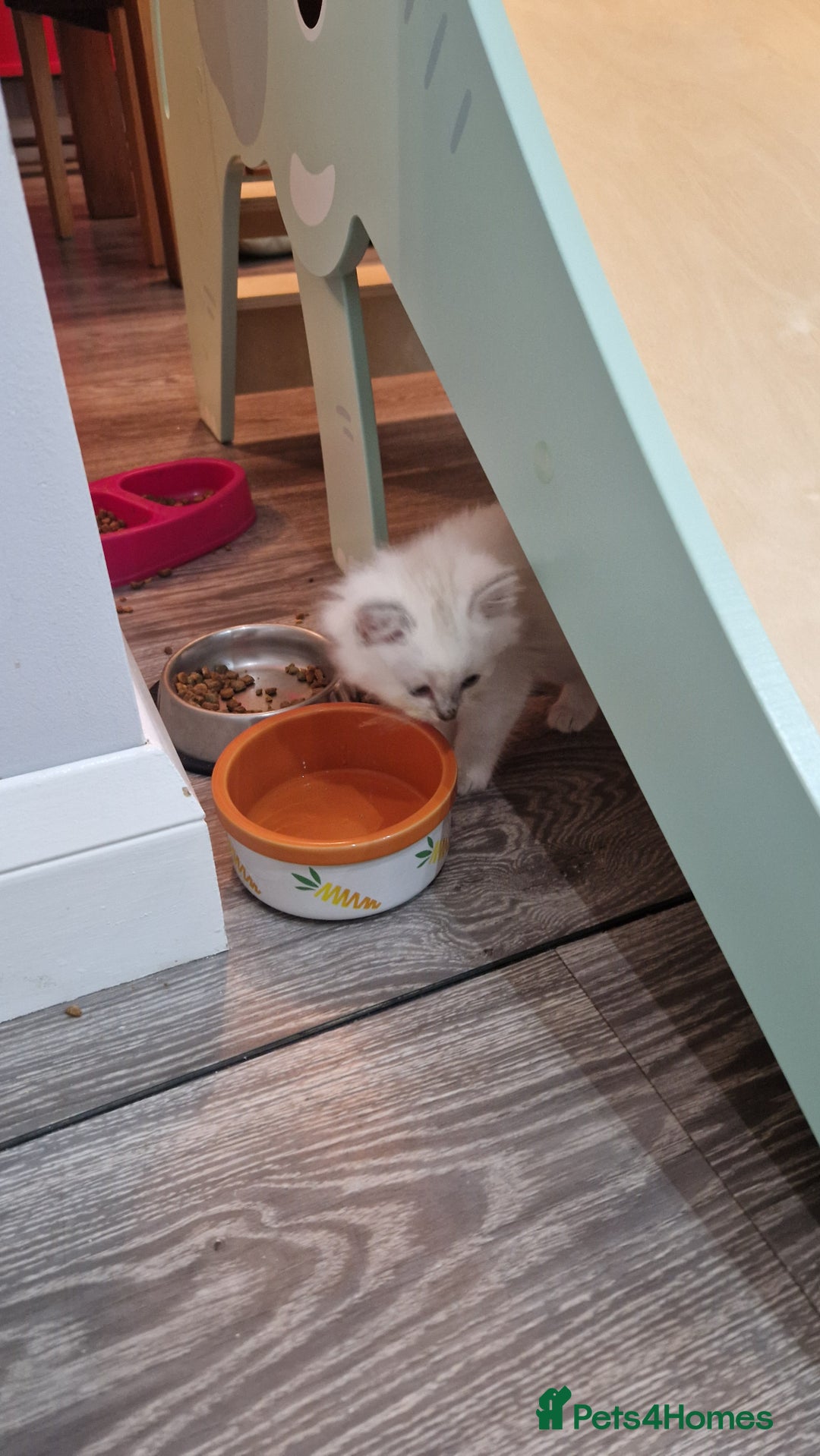 Ragdoll cats for sale: Ragdoll kittens - Advert 12