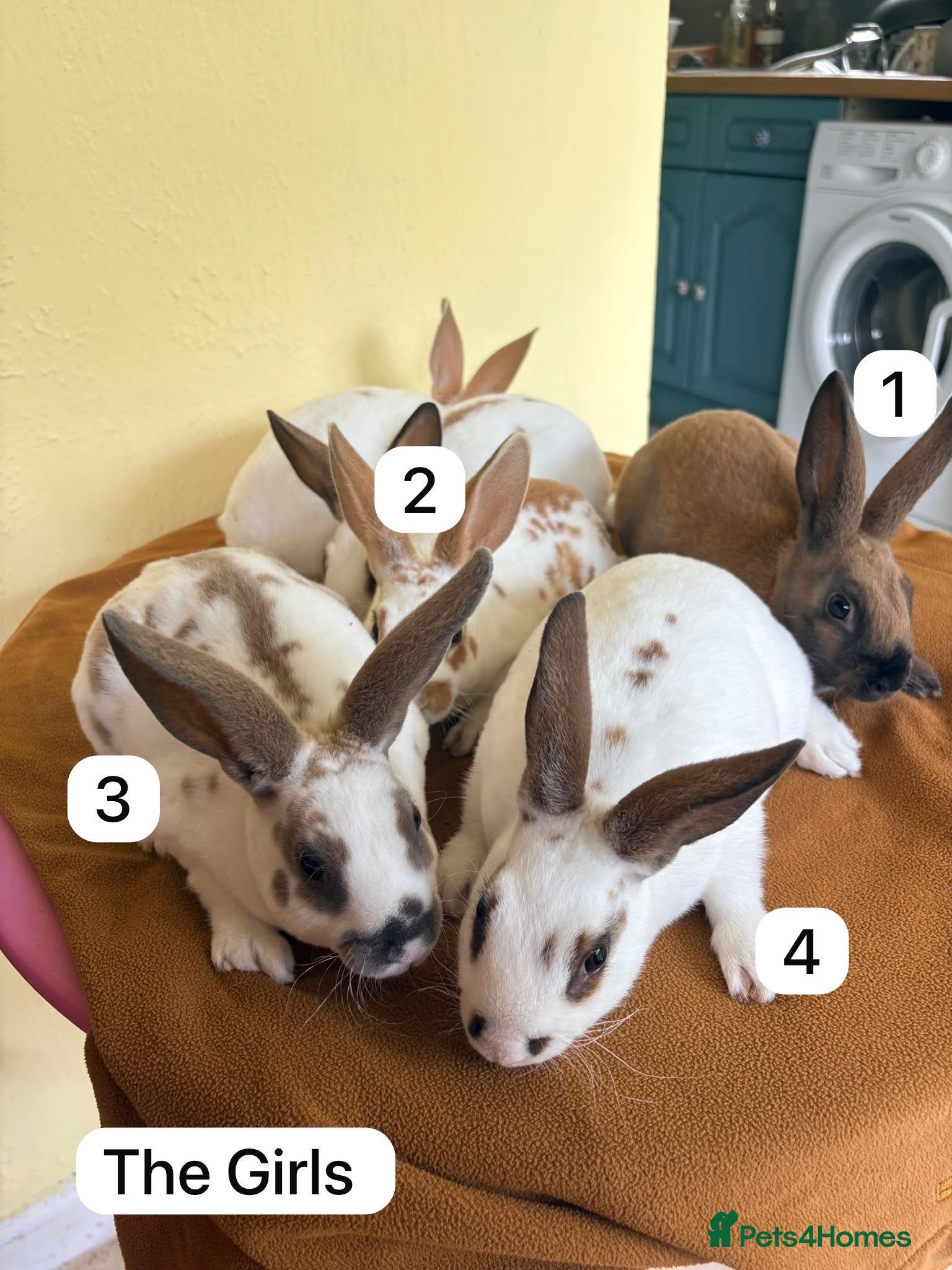 Rex rabbits Mini Rex Swansea  - Advert 4