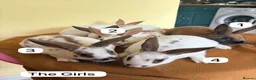 Rex rabbits for sale: Mini Rex Swansea  - Advert 1