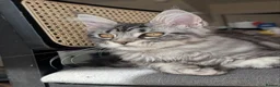 Maine Coon cats for sale: Maine coons 4 girls 3 boys  in Oswestry - Advert 20