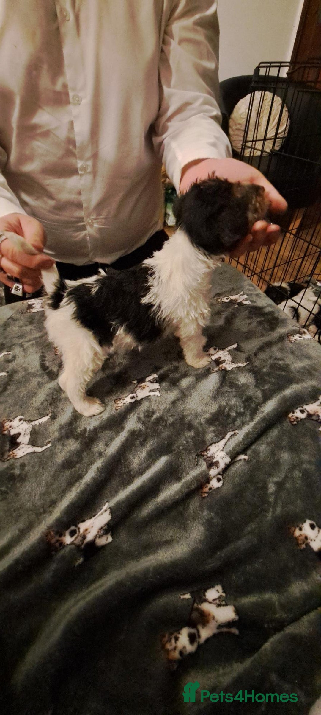 Fox Terrier dogs for sale: Wire haired fox terrier puppies  - Advert 5