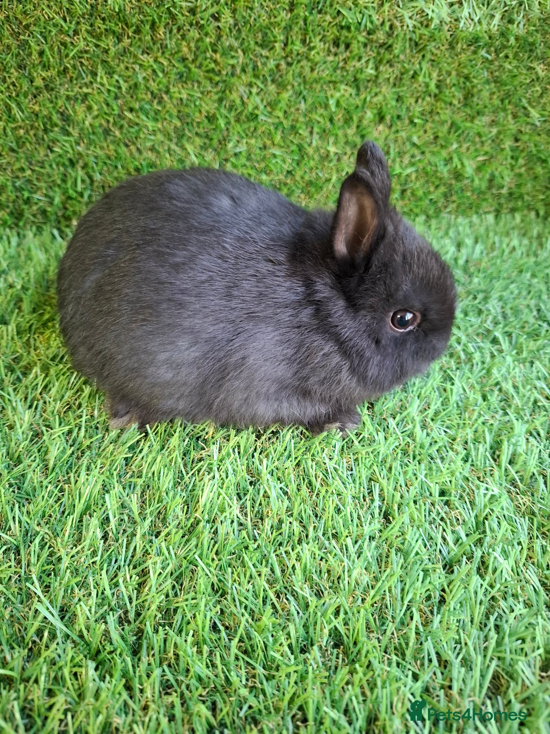 Netherland Dwarf rabbits for sale: QUALITY NETHERLAND DWARF - Advert 1