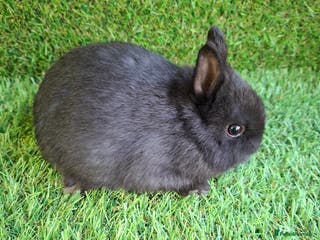 Netherland Dwarf rabbits QUALITY NETHERLAND DWARF - Advert 8