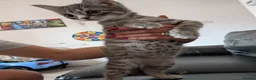 Mixed Breed cats for sale: Grey Tabby Female Kitten – British Shorthair Mix - Advert 8