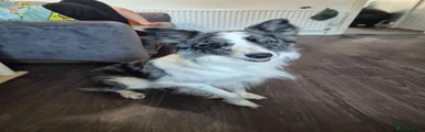Border Collie 1