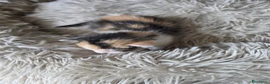 Mixed Breed Kitten 7