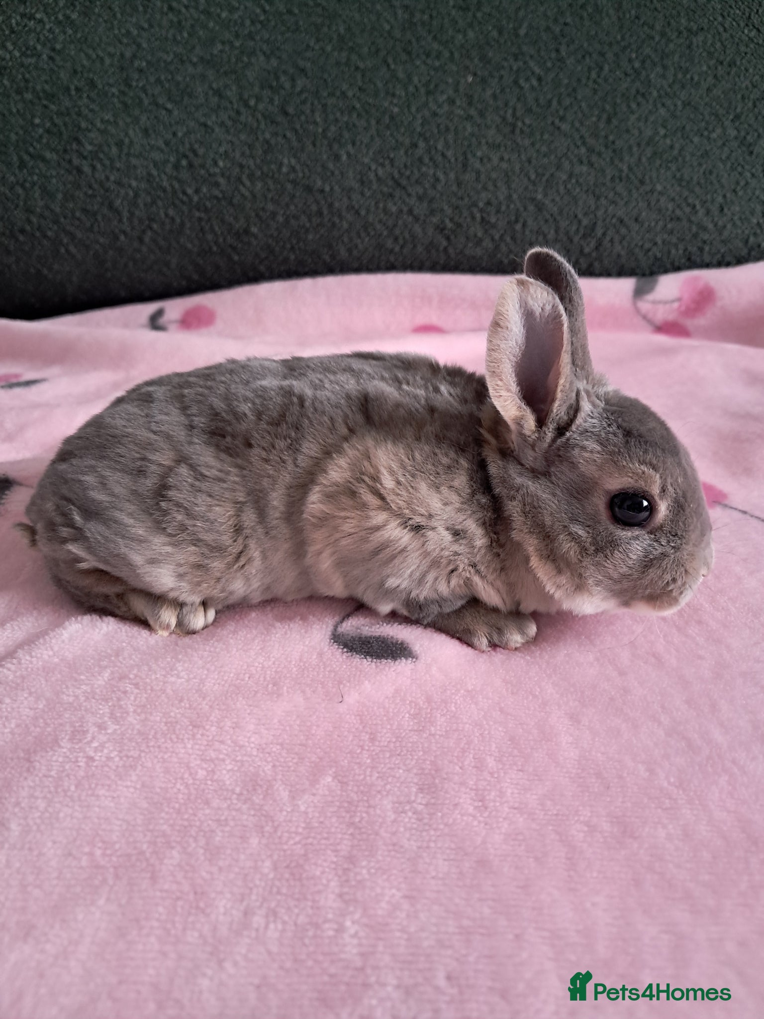 Rex rabbits Pure breed mini rex *one left* - Advert 4
