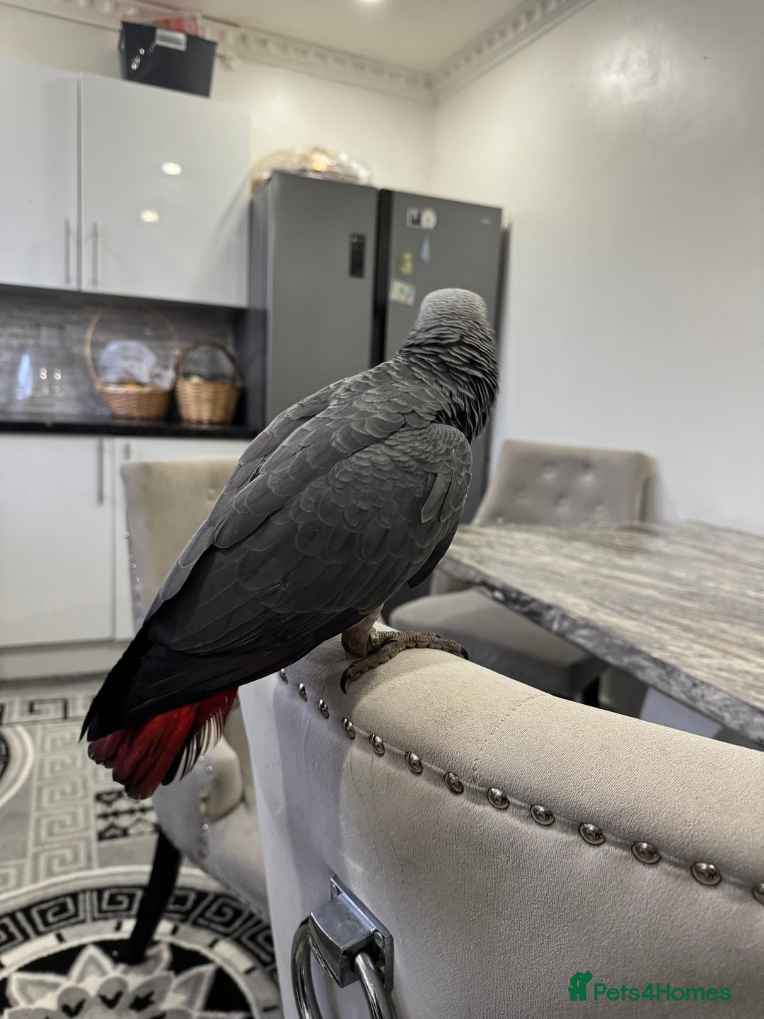 Parrots birds for sale: Hand reared  fully tame baby  African grey parrot  - Advert 4